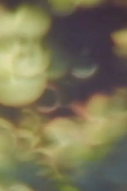 Refractions In Green